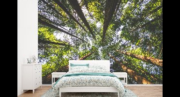 Behang - Fotobehang Weergave van Redwood bomen van onderaf - Breedte 600 cm x hoogte 400 cm