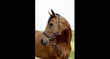 Halster GoLeyGo systeem - maat Pony - blue/caramel