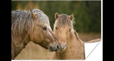 Close-up van knuffelende fjord paarden 30x20 cm - klein - Foto print op Poster (wanddecoratie woonkamer / slaapkamer)