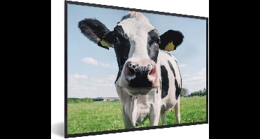 PosterMonkey - Fotolijst - Poster - Koe - Koeien - Natuur - Dieren - Kader - 80x60 cm - Posterlijst - Poster koe - Foto in lijst - Poster frame