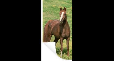Muurstickers - Sticker Folie - Paarden - Gras - Bruin - 20x40 cm - Plakfolie - Muurstickers Kinderkamer - Zelfklevend Behang - Zelfklevend behangpapier - Stickerfolie