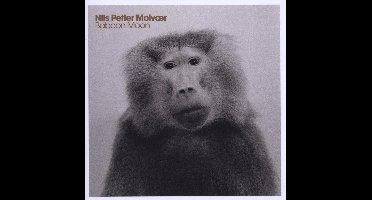Baboon Moon