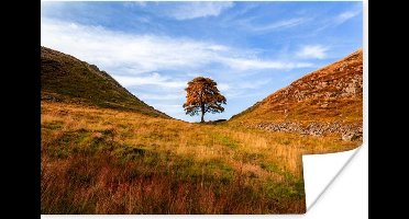 Poster De Britse Sycamore Gap Tree bij de Muur van Hadrianus in Engeland - 30x20 cm
