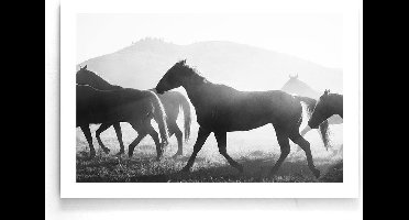 Walljar - Paarden - Dieren poster