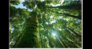 Muurdecoratie Tropische jungle in Azie - 180x120 cm - Tuinposter - Tuindoek - Buitenposter