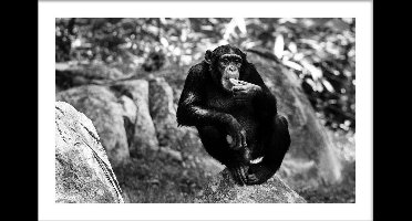 Walljar - Chimpanzee - Dieren poster