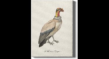 Walljar - Le Vautour Royal - Muurdecoratie - Canvas schilderij