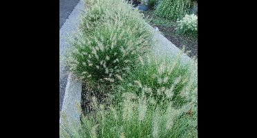 6 x Laag Lampenpoetsersgras Litte Bunny - Winterhard Siergras - Pennisetum 'Little Bunny' in 9x9cm pot met hoogte 5-10cm