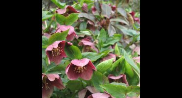 50 x Helleborus purpurascens - Nieskruid in 9x9cm pot met hoogte 5-10cm