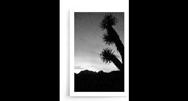 Walljar - Tropische Vibes II - Zwart wit poster