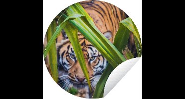 Tuincirkel Verstopte Sumatraanse tijger tussen het gebladerte - 90x90 cm - Ronde Tuinposter - Buiten