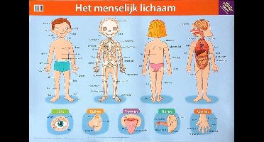 Deltas Educatieve posters - Het menselijk lichaam