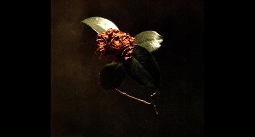Young Sick Camellia