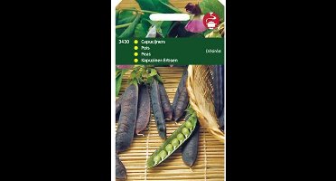 Hortitops Zaden - Capucijners Desiree, Lage Blauwschokker