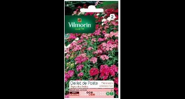 Duizendschoon Indisch Tapijt - Dianthus barbatus