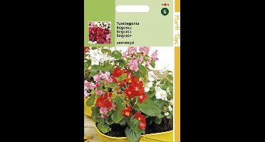 Hortitops Zaden - Begonia Semperflorens Gemengd