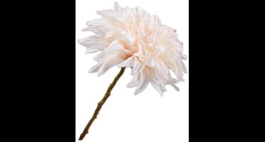 Dahlia steel creme RT 63 cm