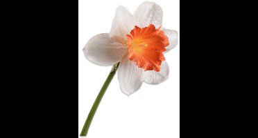 Silk-ka Kunstbloem-Zijden Bloem Narcis Steel Wit-Oranje 58 cm