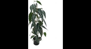 Kunstplant Caladium in Pot - 77 cm