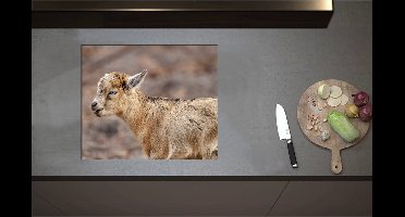 Inductieplaat Beschermer - Bruine Baby Geit met Felblauwe Ogen - 60x51 cm - 2 mm Dik - Inductie Beschermer - Bescherming Inductiekookplaat - Kookplaat Beschermer van Wit Vinyl