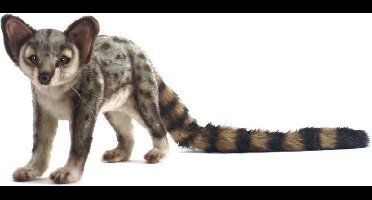 Genetta staand, merk Hansa