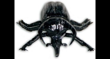 Folat - Kever clips (6 stuks)