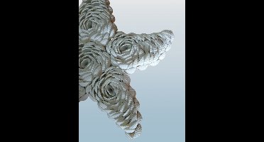 Ster zeester kerst schelpen kerstboom schelpendecoratie kerstmis sterren sterretjes star