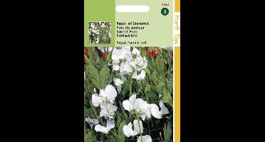 2 stuks Hortitops Lathyrus Odor. Royal Family Wit