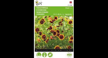 Buzzy, Thelesperma Brunette (Cosmidium)