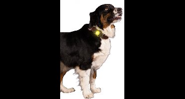 Nightwalk Safety Light - Verlichting hond - Veiligheidslampje voor de halsband - Hondenlampje - 2 Standen - Tot 100 uur - Tot 200 meter zichtbaar - Geel