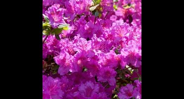 4 x Azalea 'Bloomchampion' paars - Azalea in C3(liter) pot met hoogte 20-30cm