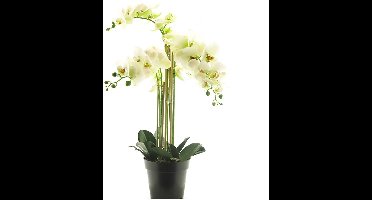 Kunstplant RT Phalaenopsis Bora x5 in pot 60cm white