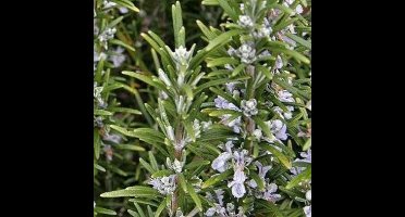 6 x Rosmarinus officinalis - Rozemarijn - Kruidenplant in 9x9cm pot met hoogte 5-10cm