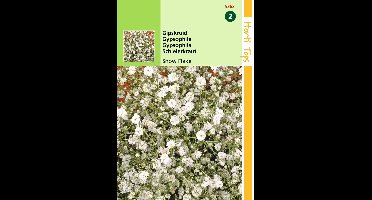 2 stuks - Hortitops - Gypsophila Paniculata Snow Flake Dubbel. Wit