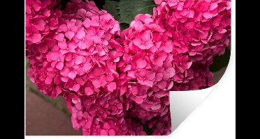Muurstickers - Sticker Folie - Close up roze hortensia bloemen - 30x20 cm - Plakfolie - Muurstickers Kinderkamer - Zelfklevend Behang - Zelfklevend behangpapier - Stickerfolie