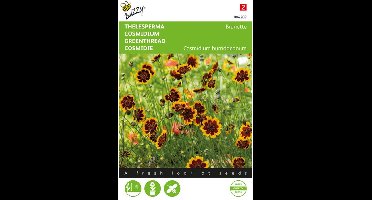 Buzzy, Thelesperma Brunette (Cosmidium)