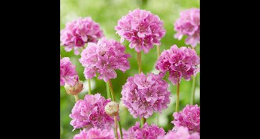 6 x Armeria pseudarmeria 'Ballerina Purple Rose' - Engels Gras - Wintergroene Vaste Plant in 9x9 pot met hoogte 0-10cm