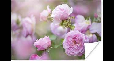 Poster Planten van roze rozen groeien in de natuur - 30x20 cm