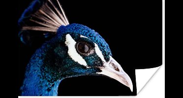 Poster Pauw - Dier - Blauw - 30x20 cm