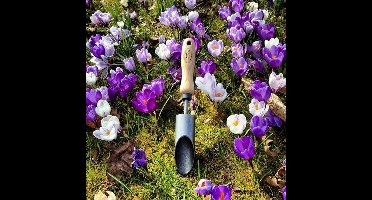 Bollenpoter krokus kort