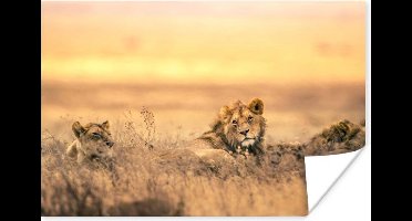 Poster Leeuwen - Gras - Lucht - 30x20 cm
