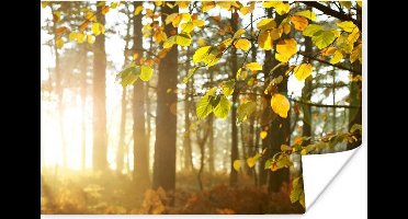 Poster Zon - Licht - Bladeren - 30x20 cm