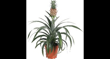 KAMERPLANT EUCOMIS MI AMIGO "ANANASPLANT" POTMAAT 15CM