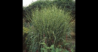 50 x Tijgergras / Bont Prachtriet - Winterhard Siergras - Miscanthus sinensis Strictus in 9x9cm pot met hoogte 5-10cm