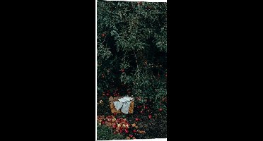 WallClassics - PVC Schuimplaat - Mandje voor Appels Plukken - 50x100 cm Foto op PVC Schuimplaat (Met Ophangsysteem)