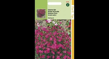 Steenanjer Bloemzaad - Karmijnrose