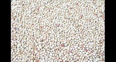 Wielink Dari Wit 25 kg