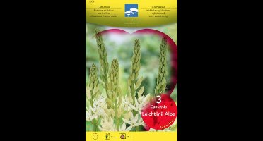 Camassia leichtlinii 'Alba'