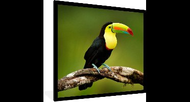 PosterMonkey - Poster - Fotolijst - Vogel - Toekan - Regenboog - Groen - Tak - 40x40 cm - Poster vogels - Frame poster - Poster lijst - Poster dieren