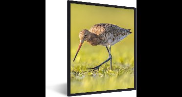 PosterMonkey - Poster - Fotolijst - Vogels - Gras - Landschap - Grutto - 30x40 cm - Posterlijst - Poster dieren - Foto in lijst - Poster vogels